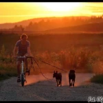 Slovenia 2011, photo by Olga Kwiecień Me on a bike, dogs, sunset