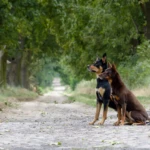 Raca i Tammi, 2019 Raca i Tammi