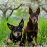 Tammi and Raca, 2021 Tammi and Raca