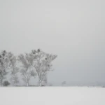 four poplars